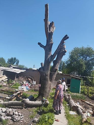 Лес кругляк: Крупные стволы, распиленные на участке. ОРЕХ - Диаметры основных — 9