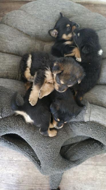 Продажа собак: 3 года, Самка — 1