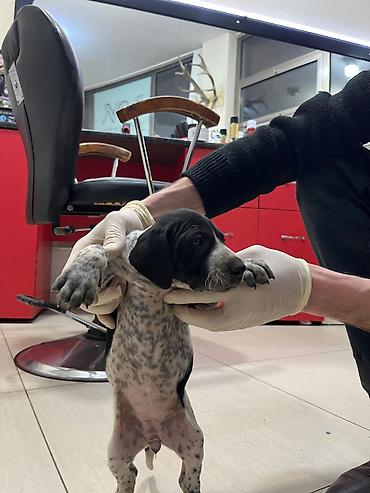 İtlər: Peyvəndli — 1