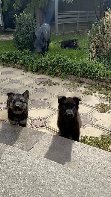 🐕 Продаются щенки восточноевропейской овчарки! Красивые, здоровые и