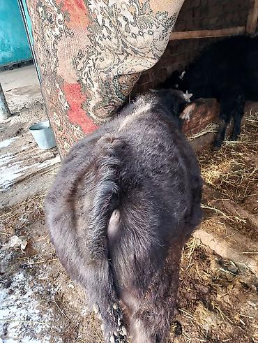 Коровы, быки: Продаю | Бык (самец), Тёлка | Ангус, Алатауская | На откорм, На забой, Для разведения | Искусственник at lalafo.kg — 1 Коровы, быки: Продаю | Бык (самец), Тёлка | Ангус, Алатауская | На откорм, На забой, Для разведения | Искусственник — 1