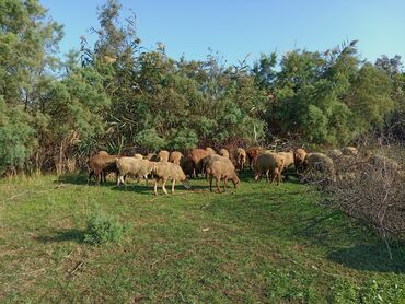 heyvanlar quşlar: 40 bas Damazliq toglular 1 bas qoc satlir sabirabad rayonunda