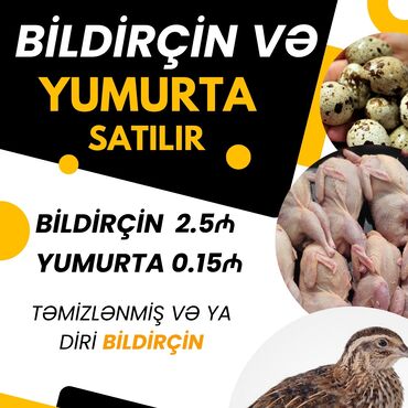 yumurta hinduska: Təzə, halal kəsilmiş bildirçin 2.5 manat Mayalı bildirçin yumurtası 15