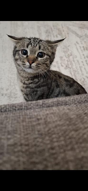 Коврики для мышки: Отдам даром в добрые руки мальчика,азиатский табби 8 месяцев, к лотку — 10