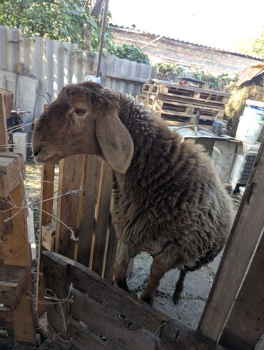 Бараны, овцы: Продаю | Овца (самка) | Арашан | Для разведения | Племенные — 5