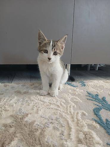 кошки сиамская: Котёнок в добрые руки. Милый домашний котёнок с бело-серым окрасом и — 1