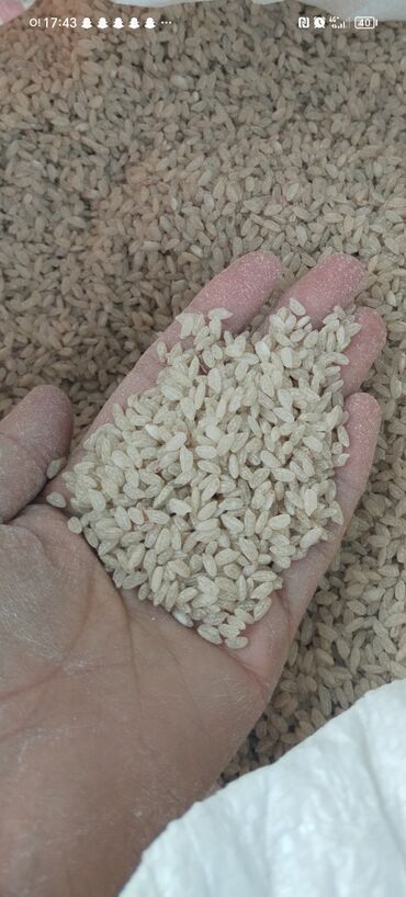 кухонные гарнитуры в бишкеке фото цена: Жайдары Аланга гуручу сатылат at lalafo.kg кухонные гарнитуры в бишкеке фото цена: Жайдары Аланга гуручу сатылат