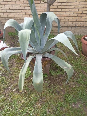 Baštenska dekoracija: Kaktusiviše vrsta i veličina, preuzimanje lično i dogovor — 1