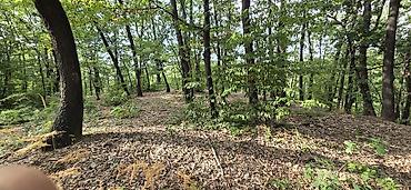sobe smestaj: Borsko jezero,12400m2 pored puta i vode,parcela 1842/2 sredisnji — 3