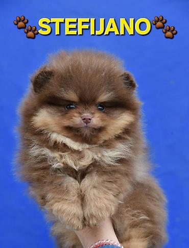 Psi: Pomeranac Boo. NOVO! Ekskluzivni dugo ocekivani stenci pomeranca u — 12