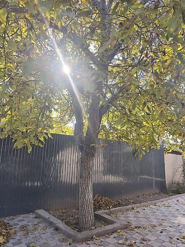дробилка дров: Продаётся взрослый грецкий орех 🌳 Дерево продаётся на корню, под — 2