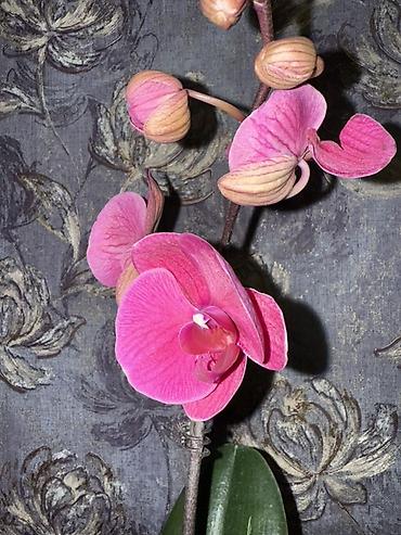 Орхидеи: Орхидея оптом и в розницу принимаем корпоративные заказы !!! Г at lalafo.kg — 12 Орхидеи: Орхидея оптом и в розницу принимаем корпоративные заказы !!! Г — 12