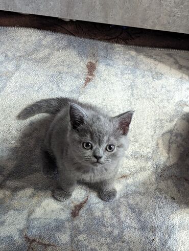 купить кошку вислоухий: Шотландский котёнок, окраса блю (однотонный серый). - Плюшёвая