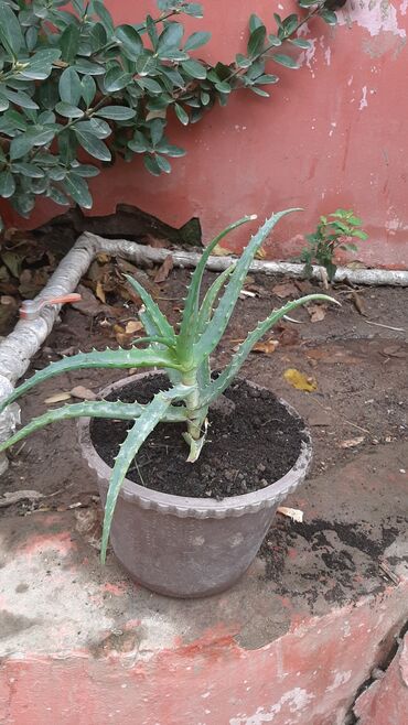 kaktus qiymeti: Mualicevi Aloe gulleri 5 illik 1 eded qalib ve gul acan kaktuslar