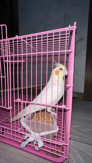домашние птицы купить: Очаровательная КОРЕЛЛА(попугай)🦜 ‘5-6месяцев ‘Оранжевые щечки ‘Вместе
