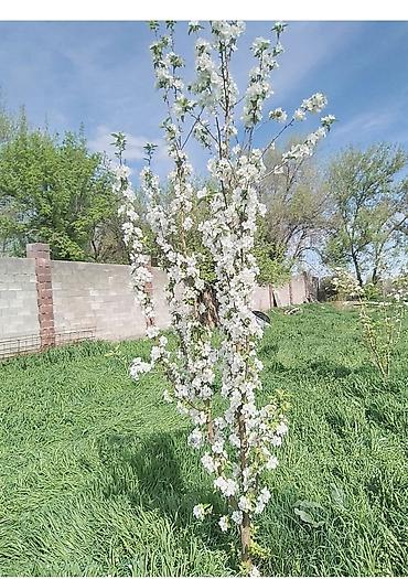 Продаю участок 8 соток вдоль трассы Бишкек — Ош, с. Садовое — 1