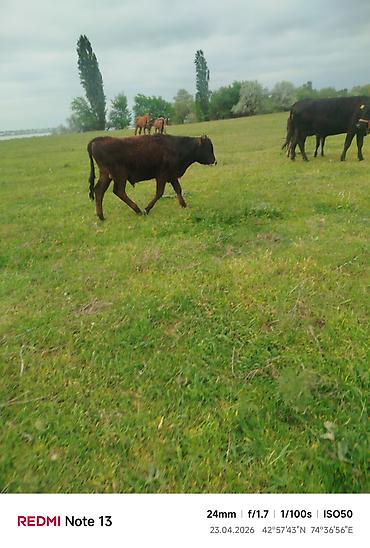 Коровы, быки: Продаю | Бык (самец) — 12