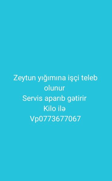 ZX: Zeytun yığımına işçi axtarılır. - İş növü: zeytun yığımı - Ödəniş