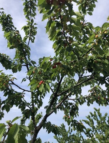 Torpaq sahələrinin satışı: 48 sot, Tikinti, Mülkiyyətçi, Bələdiyyə — 5