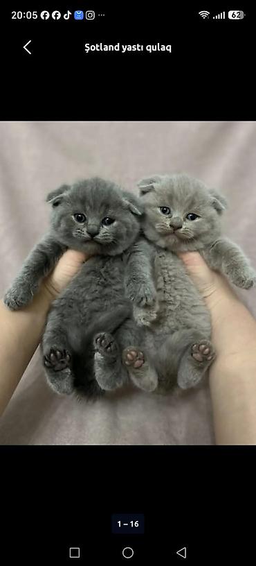 Животные: Шотландская — 5