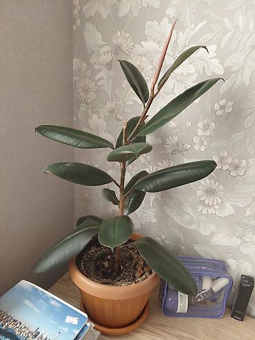 чехии: Фикус эластика (Ficus elastica, каучуконосный) в горшке. - Высота — 1