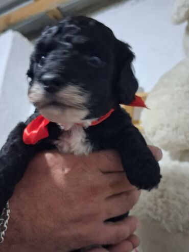 İtlər: Pudel — 6