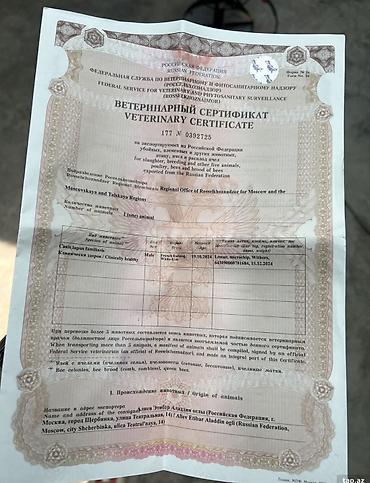 ev iti: İngilis buldoqu, 1 il, Erkək, Sənədli, Ünvandan götürmə — 6