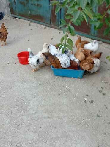 bakida cins ineklerin satisi: Toyuq, Damazlıq, Ünvandan götürmə