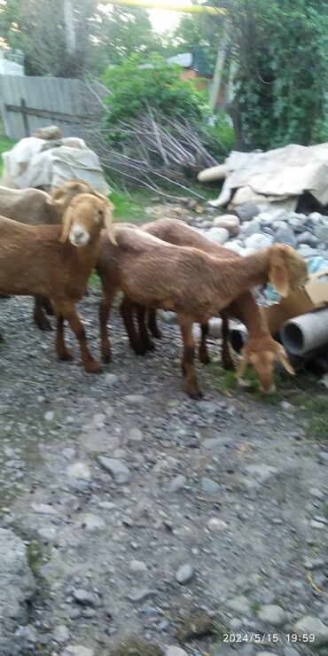 дойная коза: Продаю | Овца (самка), Ягненок | Гиссарская | Для разведения