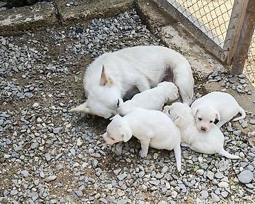 coban it: Zvonok, 2 ay, Dişi, Peyvəndli, Ünvandan götürmə — 9
