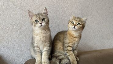 boz pişik: Qızıl şinşilla, Erkək, Dişi