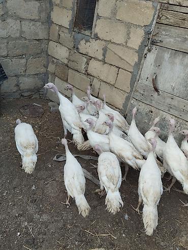 kend colpaları: Unvan gilezi. 25 eded hamsi bir yerde satilir 3 ayliq qiymet 24 azn — 2