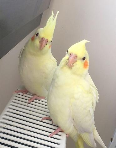 Tutuquşları: 🦜 Salam! Hazır əl quşlarımız mövcuddur 🗣️ Danışdirmaq üçün Sultan — 6