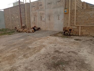 овчарку в добрые руки: Salam 10bas dişi qoyunlar 3-4-5qarin doğmuş qoyunlardi pul lazımdı