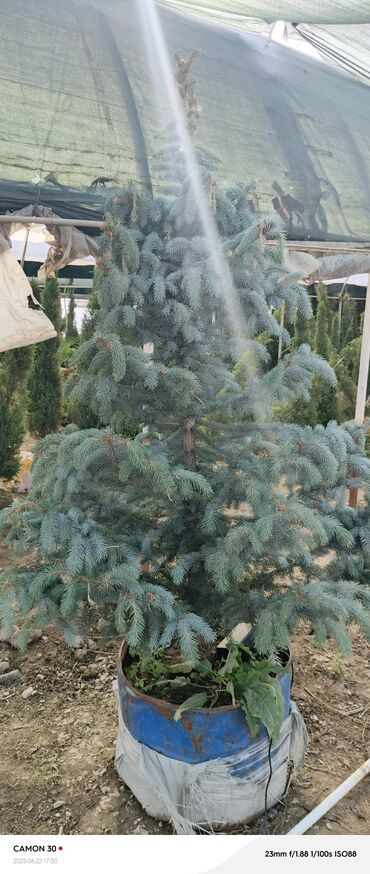 Садовые цветы и кустарники: Саженцы цветка — 7