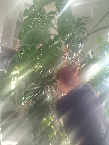 цветы камелия: Монстера делициоза (Monstera deliciosa), крупное взрослое комнатное — 2