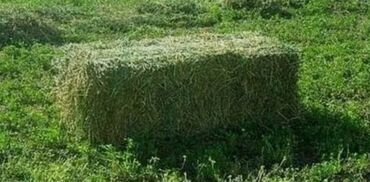уголь в бишкеке с доставкой: Продам сено в тюках. Самовывоз. Село Маловодное (Красный-Пахарь)