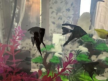 рыба сокулук: Бесплатно и срочно Скалярии (Pterophyllum) для аквариума. 4 шт, 2-3 — 1