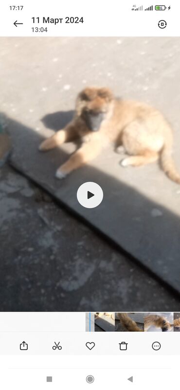 Собаки: Продам европейский Афчарка девочка 5 месяц за 2000сом или обмен на