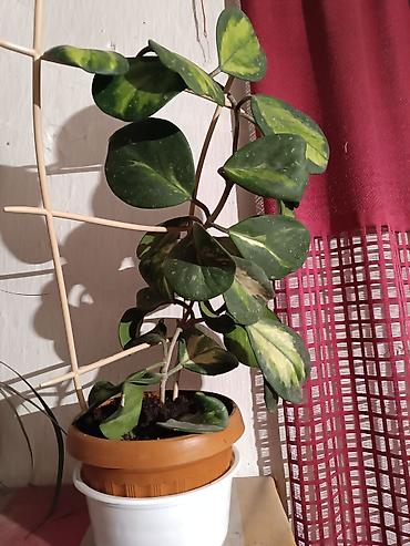 Диффенбахии: Диффенбахия и денежное дерево (толстянка) в горшках Что предлагается — 8
