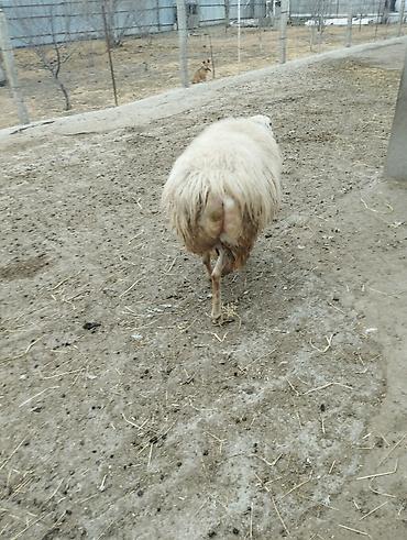 Qoyunlar, qoçlar: Erkək, il: 2, Damazlıq — 10