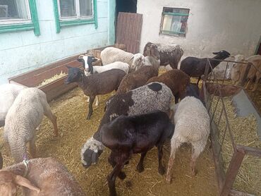продаю теленка: Продаю | Ягненок | Полукровка, Романовская | На забой, Для разведения | Кастрированные, Осеменитель, Матка