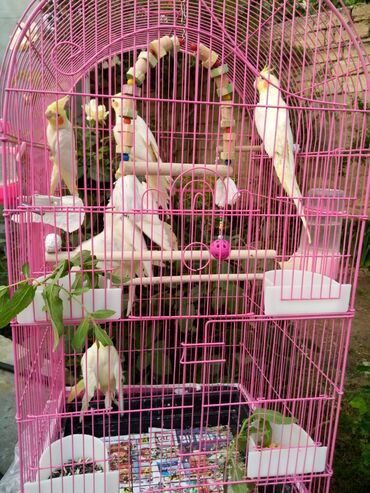 Tutuquşları: Bala var əl qusu var qiymetleri 45 Azn hamsin alana endirim tam — 7