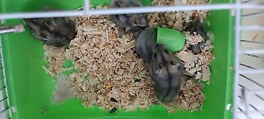 Животные: 🐹 Готовый пушистый друг — без забот! 🏡 Джунгарский хомяк (1,5 месяца) — 5