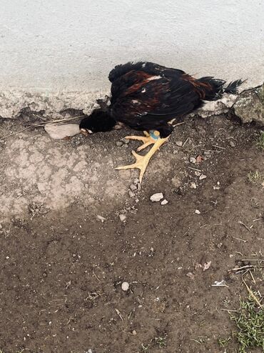 Xoruzlar: Xoruz, il: <1 — 6