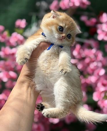 Pişiklər: Britan — 10