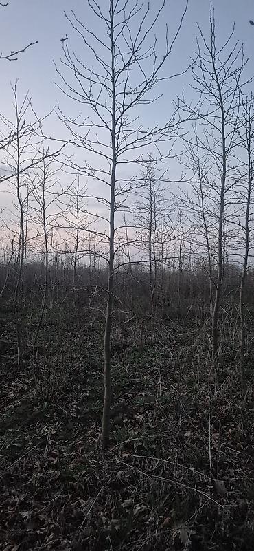 dam ortukleri kredit: 🌳🍂 XAN ÇİNARI TİNLƏRİ SATIŞDA! 🍂🌳 Hündürlüyü 3–4 metr olan, sağlam və — 5