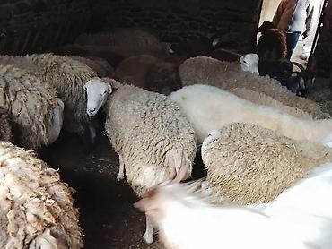 anqus dana satışı: Gəncədə toya nişana qurbanlıq üçün hər cür quzularimiz var yaxşı — 7