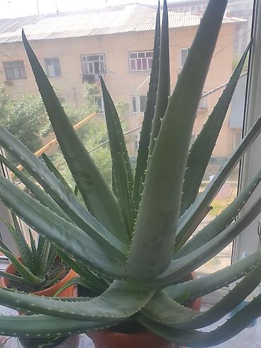 Комнатные растения: Алоэ (Aloe vera/древовидное) в горшках - Крупные и средние экземпляры — 2