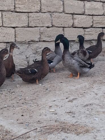 cins ineklerin satisi: Salam temiz qan ruan ordekleridi 7eded 1ilik ve 7eded 6 ayliq